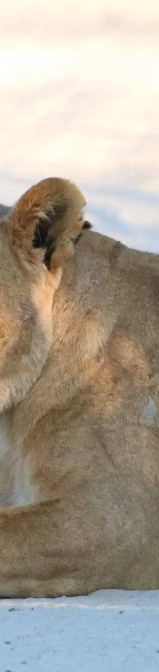 Tierische Entdeckung auf einer Pirschfahrt